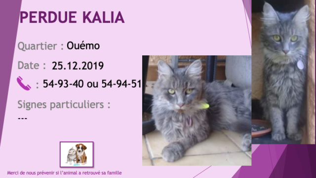 chatte - PERDUE KALIA chatte grise avec nuances poils longs stérilisée à Ouémo le 25/12/2019 Perdu_21