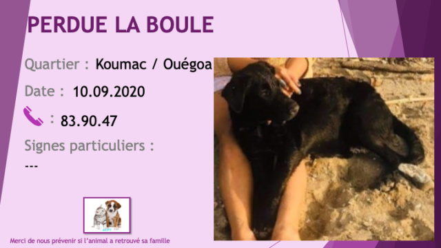 PERDUE LA BOULE chienne noire type golden retriever poils mi-longs entre Koumac et Ouégoa le 10/09/2020 Perdu_27