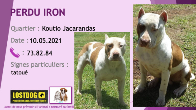 PERDU IRON pitbull blanc avec taches fauve tatoué à Koutio Jacarandas le 10/05/2021 Perdu_46