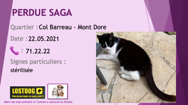 chatte - PERDUE SAGA  chatte noire et blanche stérilisée âgée à Col Barreau Mont Dore le 22/05/2021 Perdu_58
