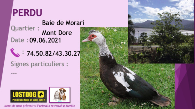 dore - PERDU canard noir et blanc avec tour des yeux rouge Baie de Morari Mont Dore le  Perdu_85