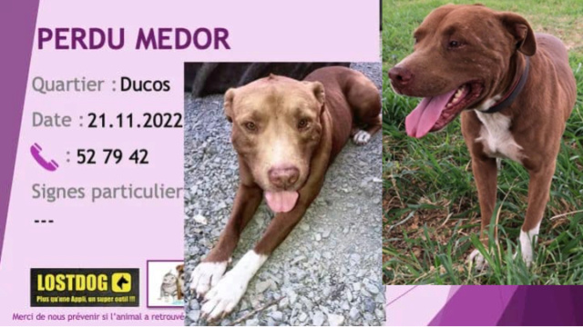 PERDU MEDOR pitbull oreilles non coupées marron tache poitrail chaussettes blanches à Ducos le 21.11.2022 Przose10