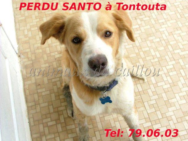 PERDU SANTO chien marron et blanc à Tontouta depuis début Août 2012 Santo10