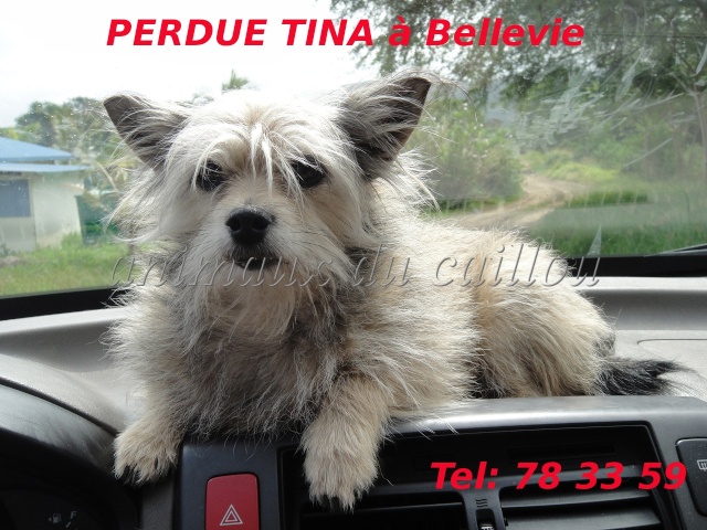 PERDUE TINA petite chienne de type griffon à Bellevie le 04/09/2012 Tina10