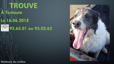 Trouve Chien Blanc Et Gris Foncé Ou Noir Poils Mi Longs à