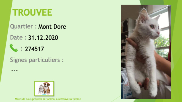 blanche - TROUVEE chaton femelle blanche au Mont Dore le 31/12/2020 Trou1009