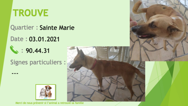 TROUVE chien type berger allemand fauve collier rouge à Sainte Marie le 03/01/2021 Trou1045