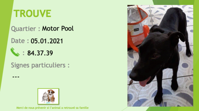 TROUVE chiot noir oreilles semi tombantes au Motor Pool le 05/01/2021 Trou1056