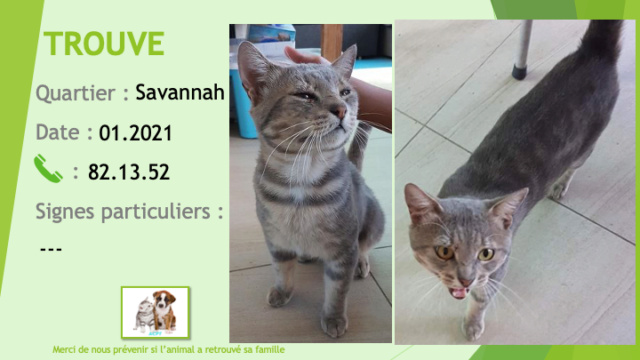 TROUVE chat gris légèrement tigré à Savannah janvier 2021 Trou1058