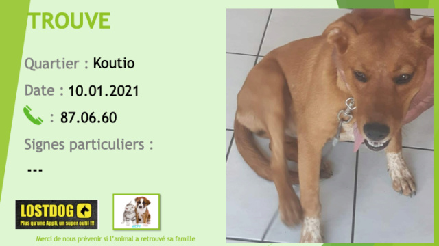 TROUVEE chienne fauve poitrail et chaussettes pattes avant blancs mouchetés à Koutio le 10/01/2021 Trou1082