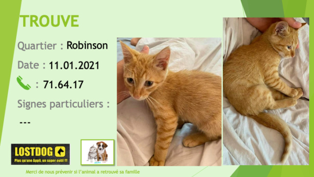 TROUVE chaton tigré roux à Robinson le 11/01/2021 Trou1092