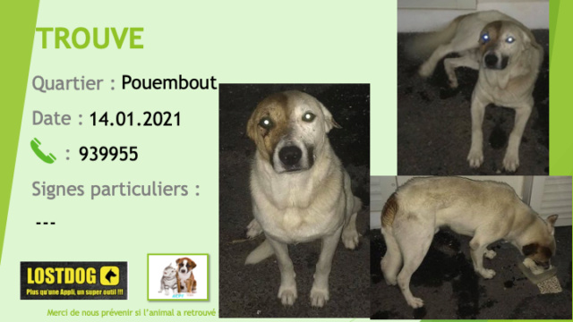 chien - TROUVE TROUVE chien blanc avec début de queue et côté droit de la tête marron à Pouembout le 14/01/2021 Trou1098