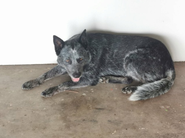 PERDUE OMAHA bouvier australien bleue pucée stérilisée à Rivière Salée le 23.01.2023 Trou1101