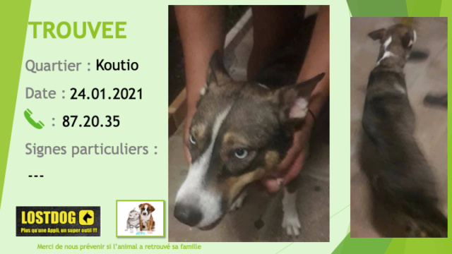 TROUVEE chienne marron beige, chaussettes, nez, liste, sur le cou tache blancs à Koutio le 24/01/2021 Trou1132