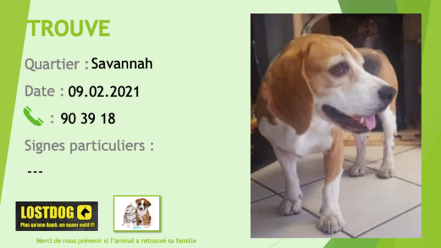 TROUVE beagle à Savannah le 09/02/2021 Trou1183