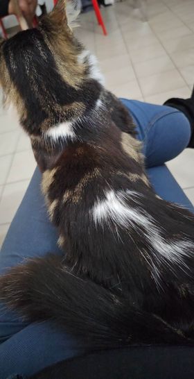 Trouvé - TROUVE chat tigré beige noir et blanc poils mi longs à Auteuil le 12.06.2023 Trou1224