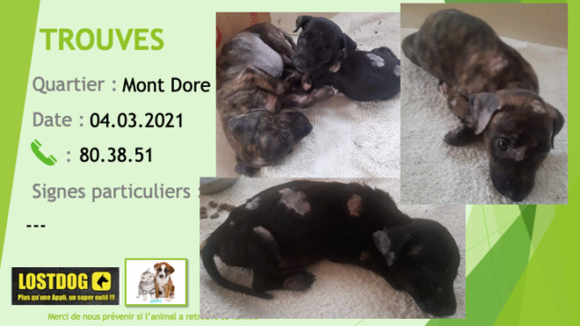 dore - TROUVES 2 chiots 1 noir et 1 bringé au Mont Dore le 04/03/2021 Trou1227