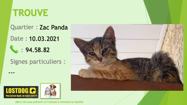 TROUVE jeune chat tigré beige et noir et tigré roux à Zac Panda le 10/03/2021 Trou1233