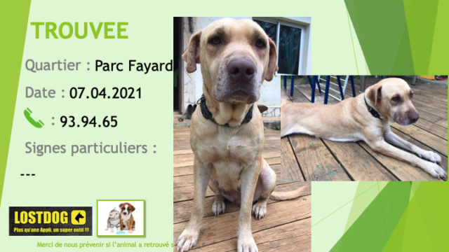 TROUVEE chienne beige clair (sable) croisée labrador au Parc Fayard Dumbéa le 07/04/2021 Trou1273