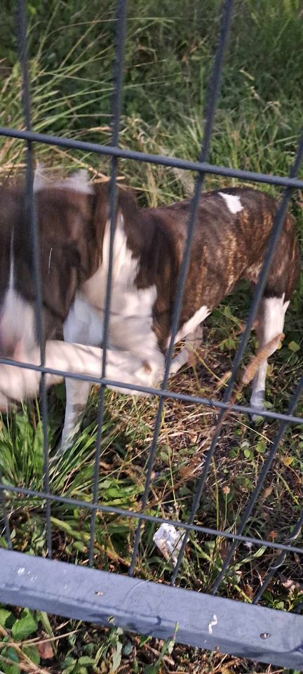 TROUVEE chienne bringée et blanche oreilles tombantes secteur Dumbéa le 23.11.2023 Trou1278