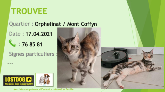 TROUVEE chatte 3 couleurs grise foncé, rousse et blanche à l'Orphelinat / Mont Coffyn le 17/04/2021 Trou1292
