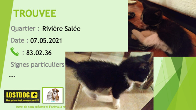 Trouvé - TROUVE chaton de 2 mois femelle noire et blanche à Rivière Salée le 07/05/2021 Trou1336