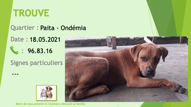 TROUVE crois boxer? fauve oreilles tombantes patte cassée à Ondémia Paita le 18/05/2021 Trou1363