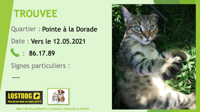 TROUVEE chatte tigrée beige et noire avec un peu de blanc bout de nez et sous le cou à la Pointe à la Dorade vers le 12.05.2021 Trou1387