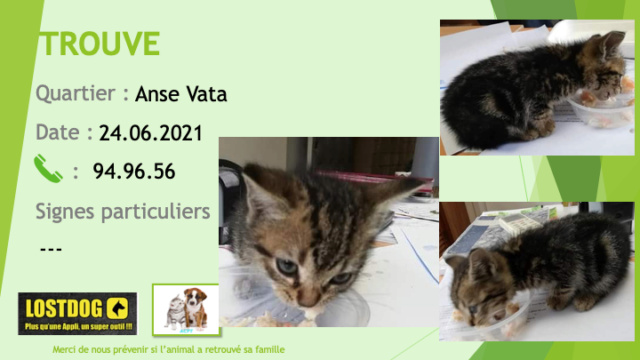 Trouvé - TROUVE chaton tigré beige noir à l'Anse Vata le 24/06/2021 Trou1457