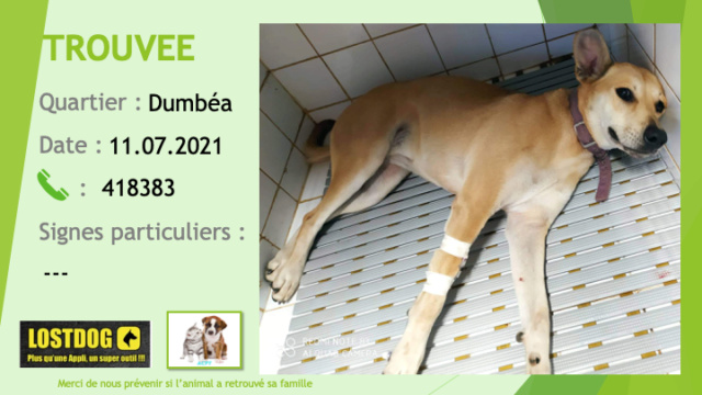 TROUVEE chienne fauve et crème collier mauve ou bordeaux à Dumbéa le 11/07/2021 Trou1488