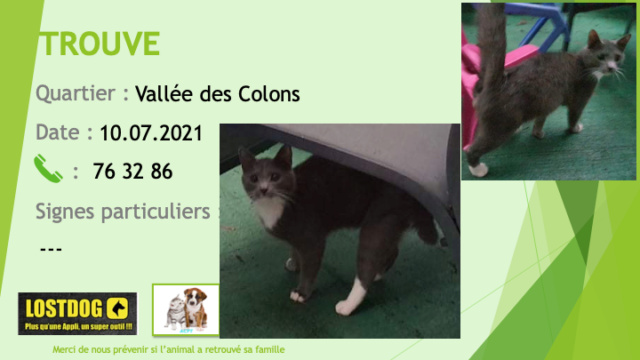 TROUVE chat type chartreux (gris souris) chaussettes et taches poitrail blanches à la Vallée des Colons le 10/07/2021 Trou1496