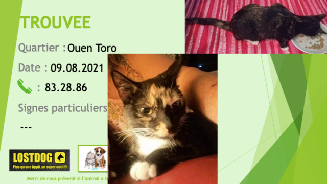 TROUVEE catte écaille de tortue tatouage spanc au Ouen Toro le 09/08/2021 Trou1573