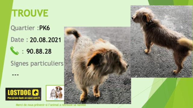 TROUVE chien de petit' taille type yorkshire marron clair et beige collier noir ou marron foncé au PK6 le 20/08/2021 Trou1597