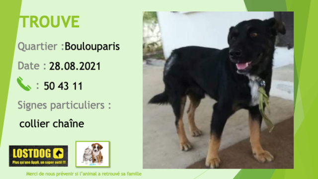 TROUVE chien noir et feu tache blanche poitrail collier chaîne à Boulouparis le 28/08/2021 Trou1614
