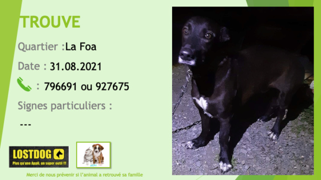 Trouvé - TROUVE chien noir, menton, tache poitrail et chaussettes blancs avec collier à La foa le 31/08/2021 Trou1621