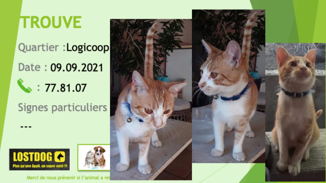 Trouvé - TROUVE chat tigré roux avec du blanc collier bleu avec clochette à Logicoop le 09/09/2021 Trou1637