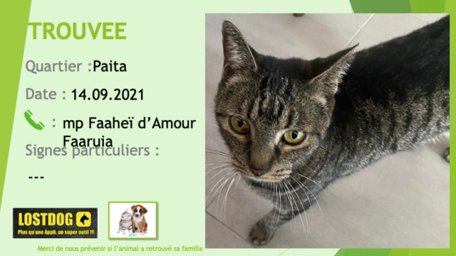 TROUVEE CALINE chatte tigrée beige et noire à Paita Arborea 2 le 14/09/2021 Trou1642