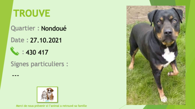 blanche - TROUVE croisé rottweiler pitbull? noir et feu tache blanche poitrail à Nondoué Dumbéa le 27/10/2021 Trou1702