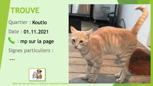 Trouvé - TROUVE hjeune chat tigré roux à Koutio le 01.11.2021 Trou1710