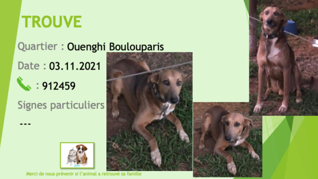 TROUVE à la Ouenghi jeune chien fauve (marron clair) chaussettes et tache poitrail blanches yeux clairs oreilles tombantes à La Ouenghi le 07.03.2021 Trou1713