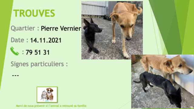 TROUVES 1 petit chien noir type chihuahua et un grand chien fauve (beige) croisé berger labrador? très maigres à Pierre Vernier Nouméa le 14/11/2021 Trou1734