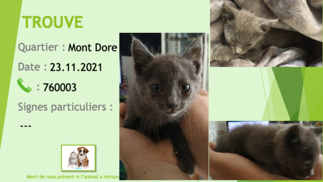 TROUVE chaton gris souris type chartreux au Mont Dore le 23/11/2021 Trou1746