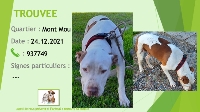 marron - TROUVEE pitbull blanche avec taches marron oreilles non coupées au Mont Mou Paita le 24/12/2021 Trou1796