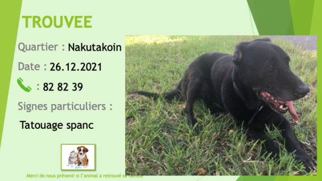TROUVEE chienne noire type doberman tatouée spanc collier noir à Nakutakoin le 26/12/2021 Trou1800