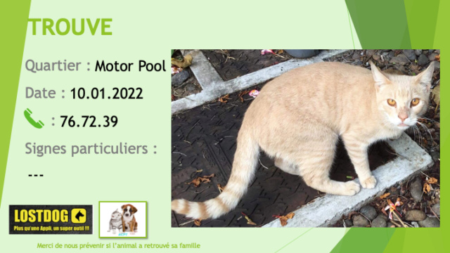 TROUVE chat tigré sable yeux ocres au Motor Pool le 10.01.2022 Trou1872