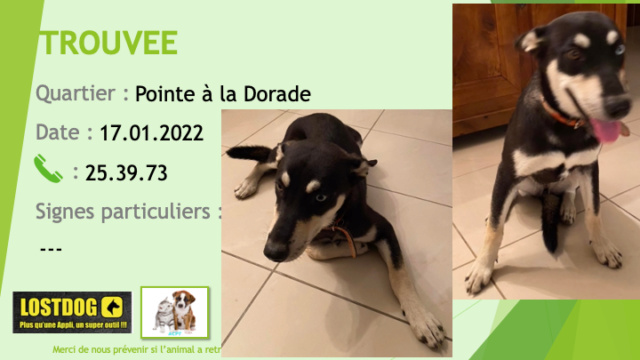 TROUVEE jeune chienne noire et crème yeux vairons (bleu à gauche) à La Pointe à la Dorade le 18/01/2022 Trou1891