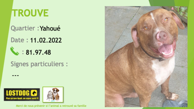 Trouvé - TROUVE pitbull nez rose bringé clair tache poitrail, liste et chaussettes blanches oreilles non coupées à Yahoué le 11.02.2022 Trou1953