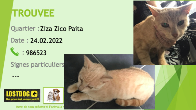 chatte - TROUVEE  jeune chatte tigrée sable à la  ZIZA ZICO  Paita le 24.02.2022 Trou1996