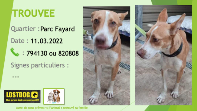 blanche - TROUVEE jeune chienne beige et blanche oreilles droites taille moyenne au Parc Fayard le 11.03.2022 Trou2023