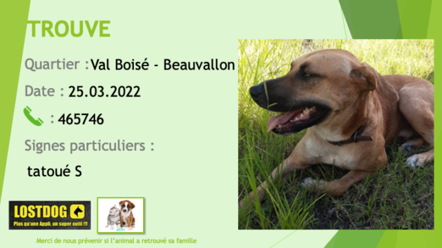 TROUVE chien fauve oreilles droites collier foncé tatoué S à Beauvallon Val Boisé Paita le 25.03.2022 Trou2041